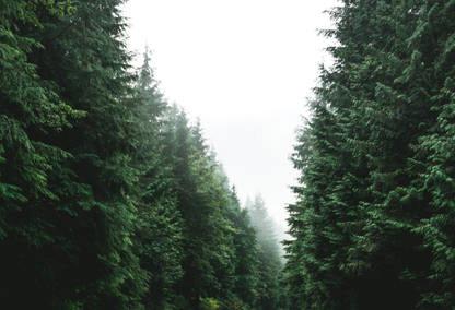 large trees surrounding a highway road